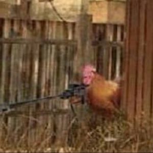 Meet your Posher, Hector